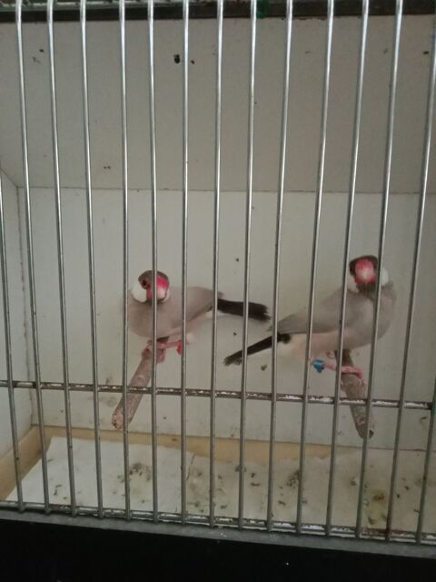 Oiseaux exotiques paddas 20 56350 Rieux