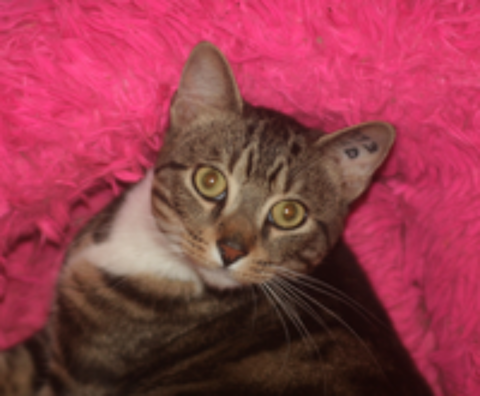   ZIGZAG CHAT TIGRE BLANC 4 ANS 