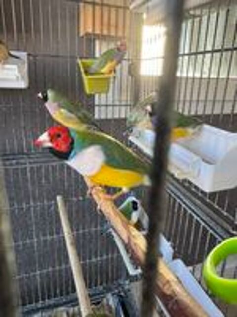   Diamant de gould 