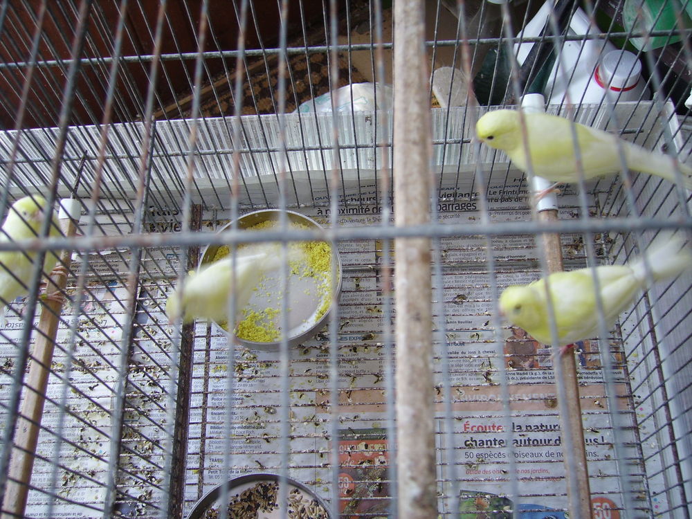   canaris 