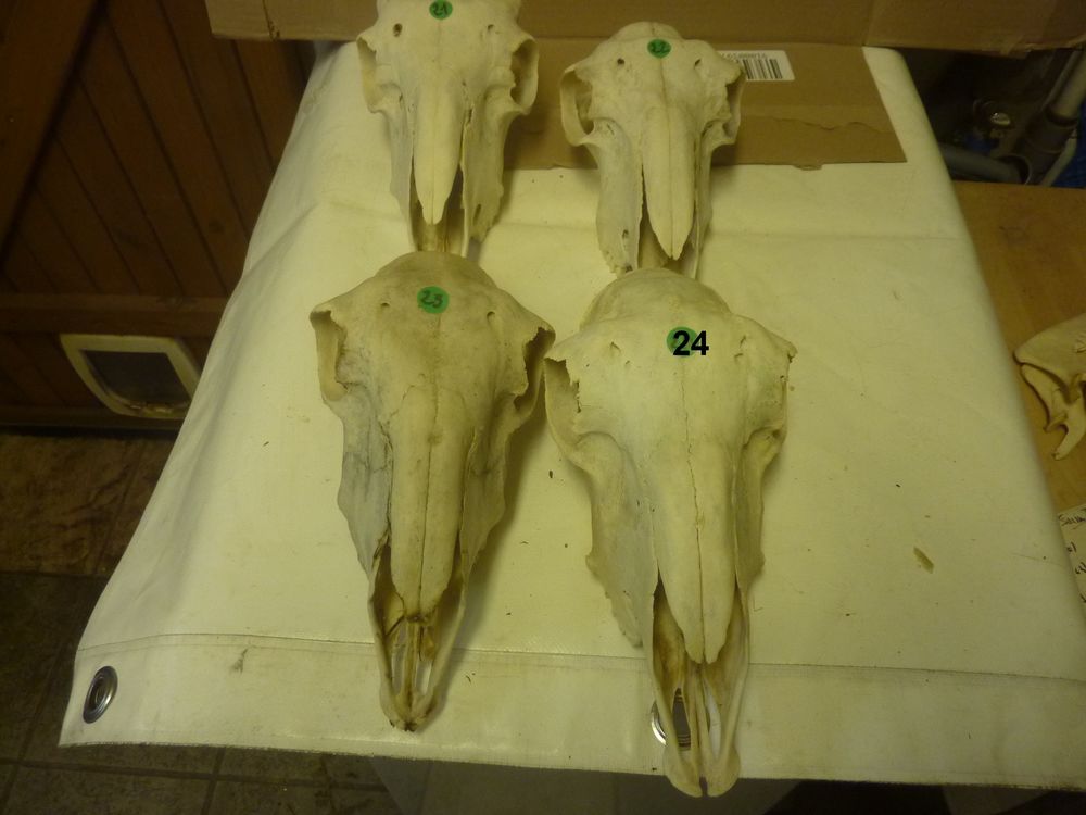 TETES Animal Naturalis&eacute;es Décoration