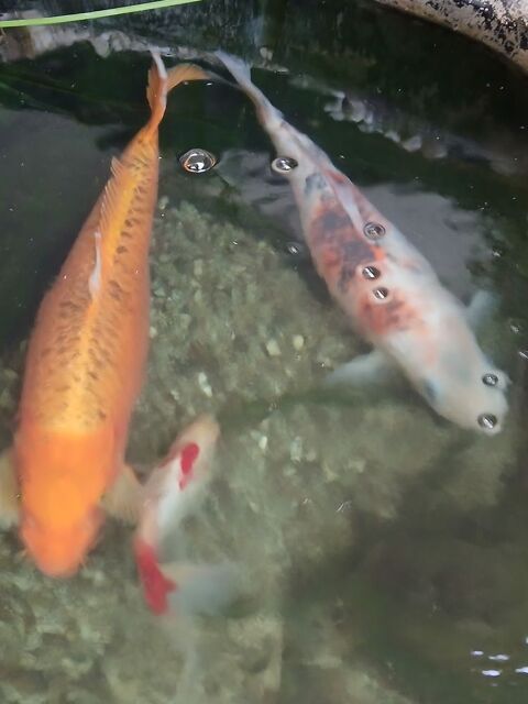 Carpes koi 50 84130 Le pontet