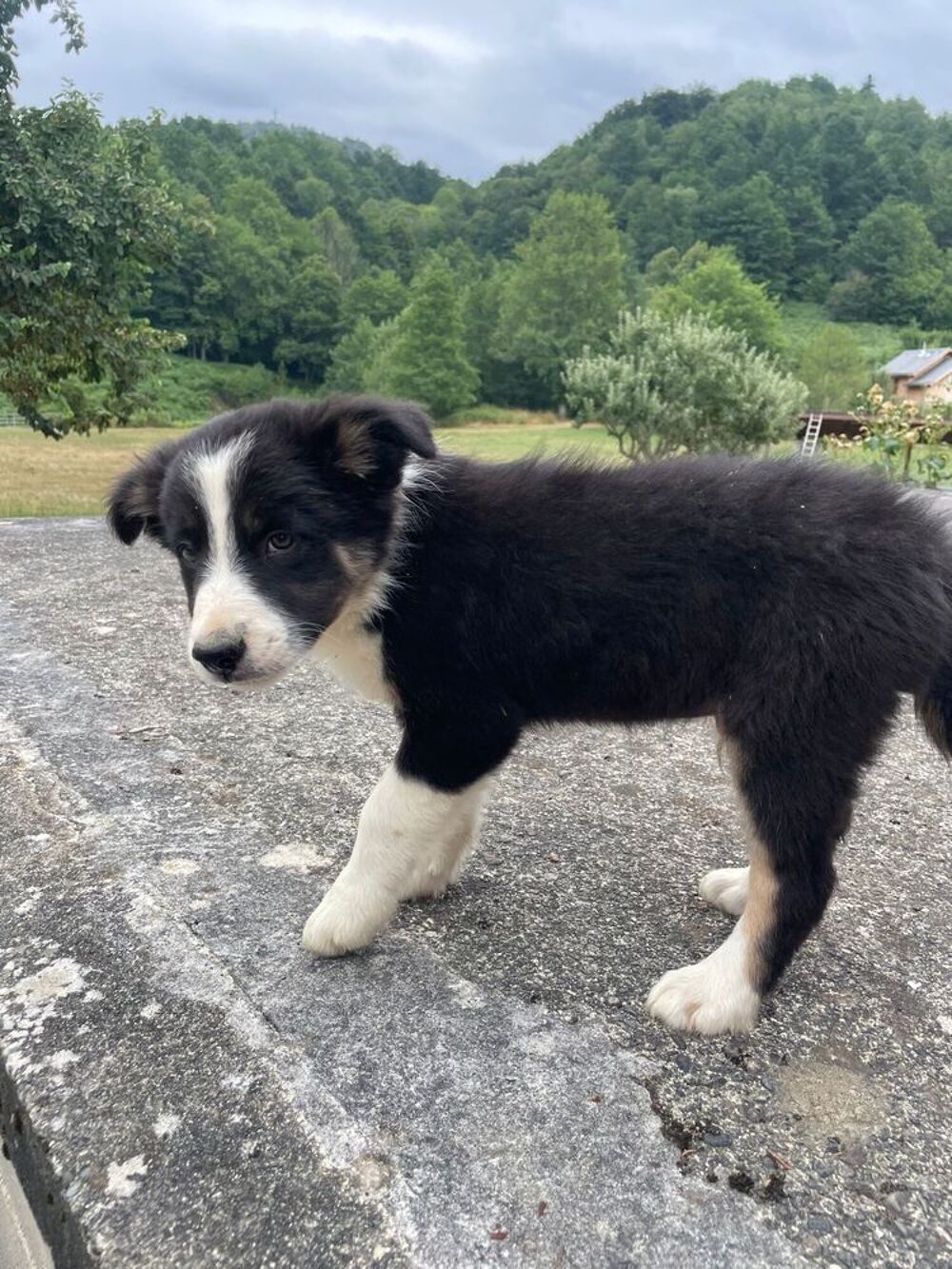   Chiots border collie 