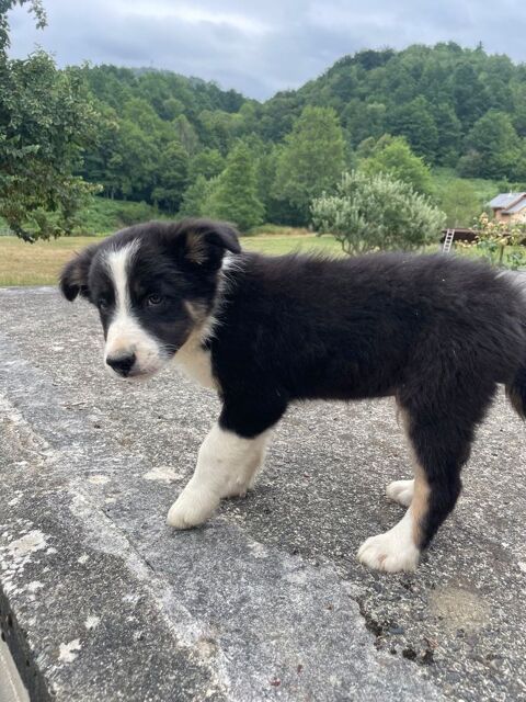 Chiots border collie 500 09320 Massat