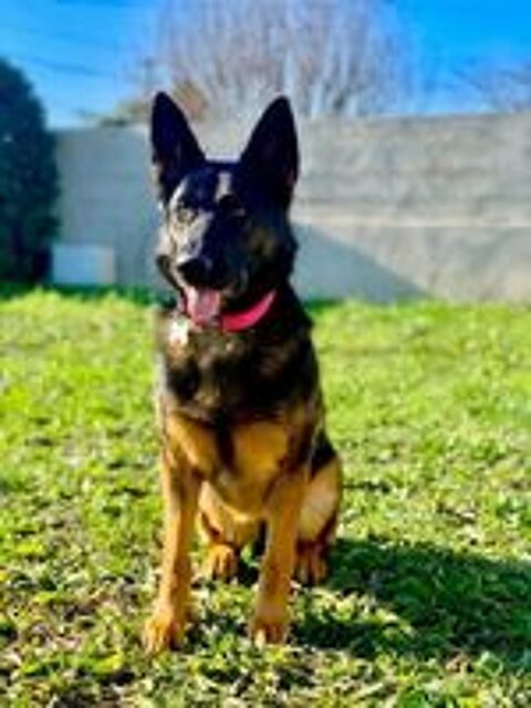   Chien PEPSI à l adoption 