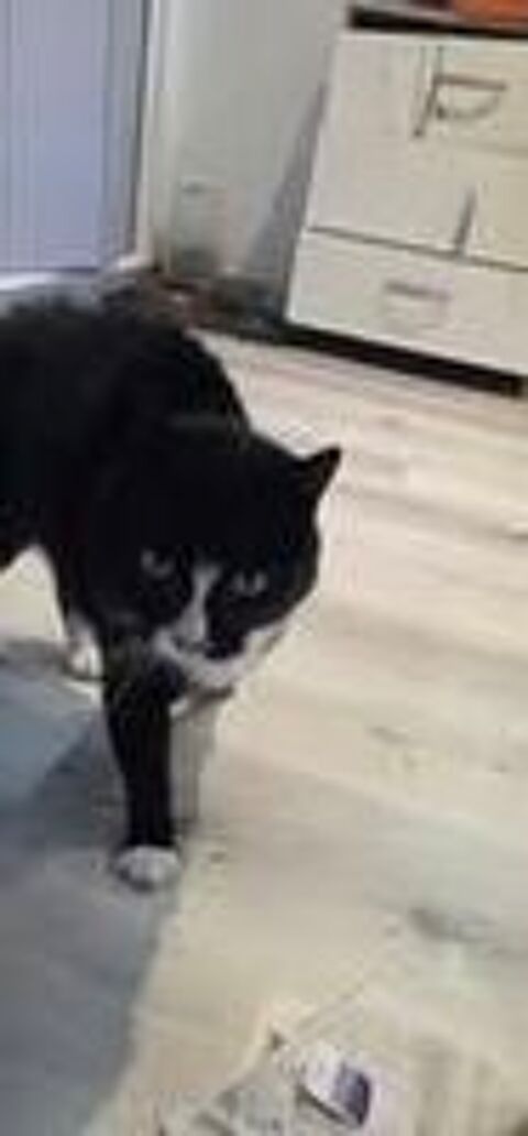   Chat CLEO à l adoption 
