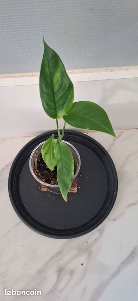 Monstera obliqua mobot bouture 48 5 Clermont-Ferrand (63)