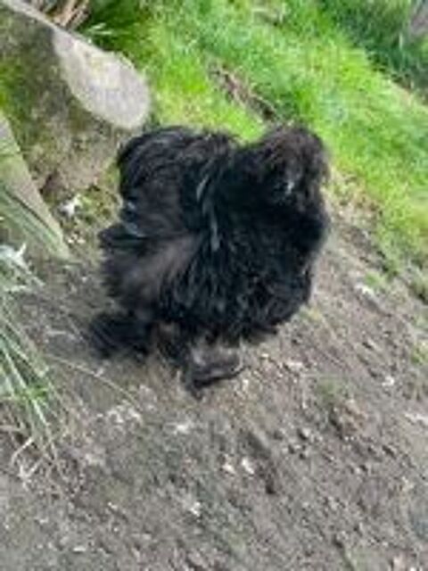   ?ufs feconds de soie silkie  