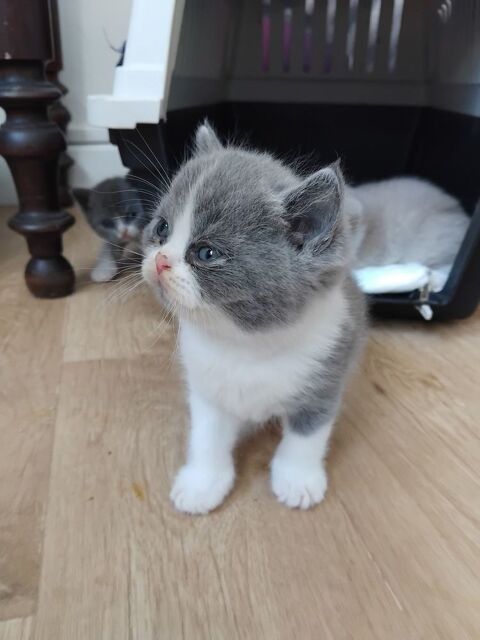 Beau british shorthair bleu et blanc Loof &agrave; reserver 1300 26100 Romans-sur-is�re