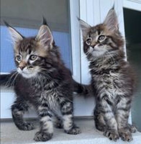   BLUE - Femelle Brown Tabby - Maine Coon LOOF 