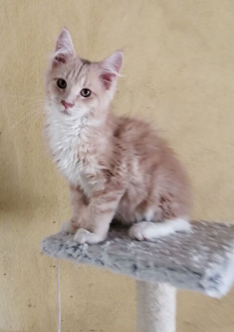  chatons  Maine Coon loof ( red blotched et blue tortie )
1200 65370 Siradan