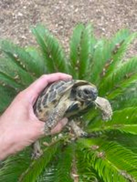   Superbe tortue très jaune  