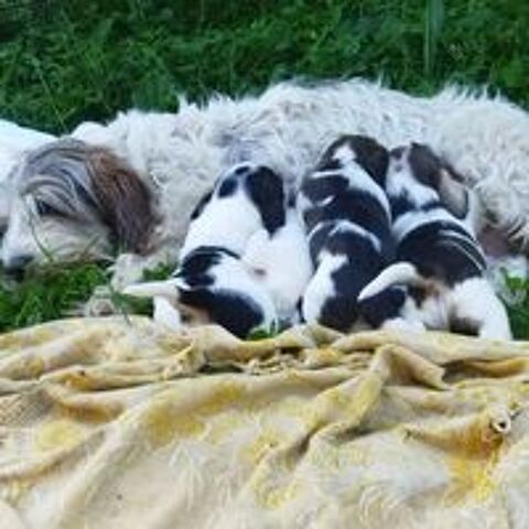   Chiots petits basset griffons vendéens 