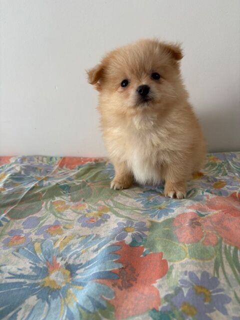 Pomchi 800 91270 Vigneux-sur-seine