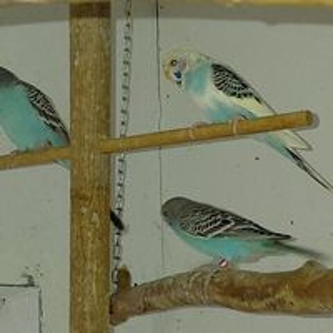   Perruches ondul�es de 2025 