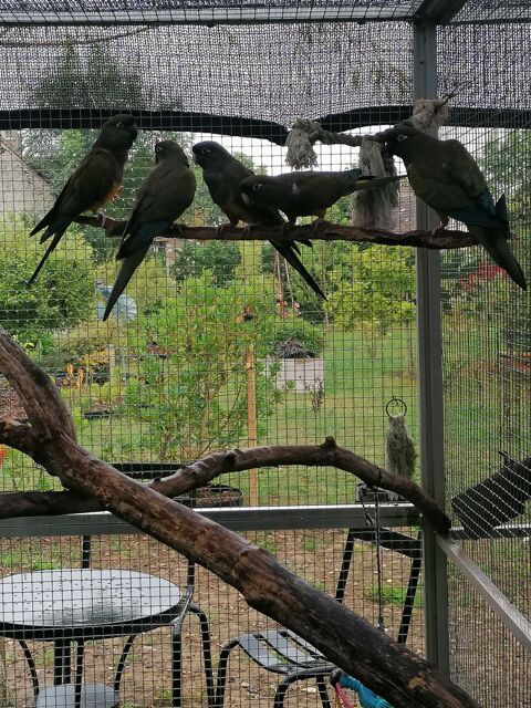 Conure de Patagonie 220 72610 Bourg-le-roi