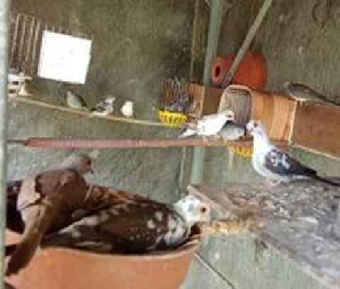   COLOMBE DIAMANT PANACHEE 