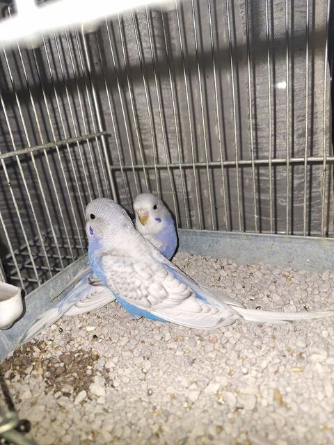 2 perruches ondulées femelles 15 30160 Bessges