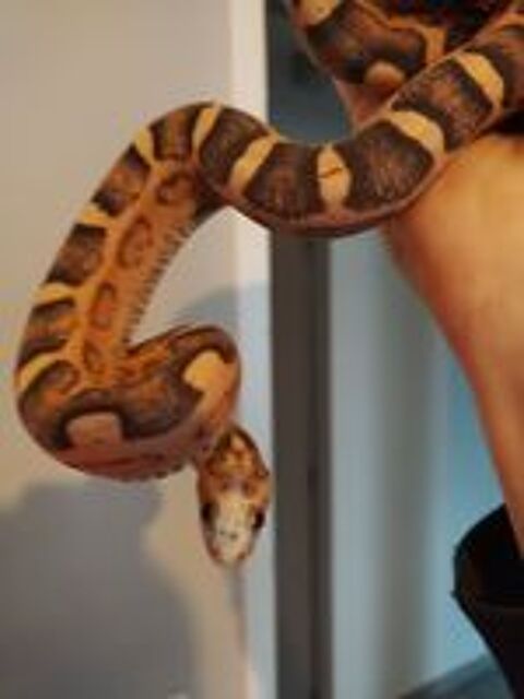   Serpent des blés scaleless femelle 