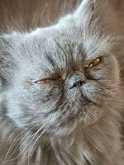   Chatte persan adulte 