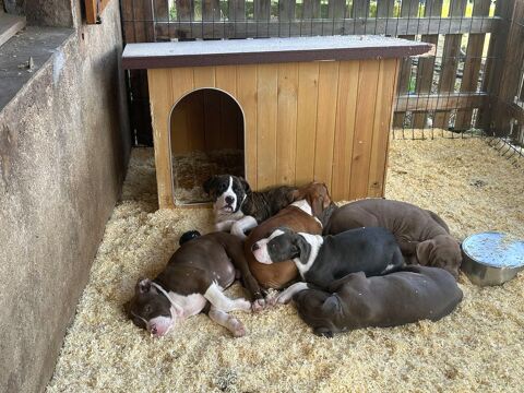 American bully XL 850 03250 Ch�tel-montagne