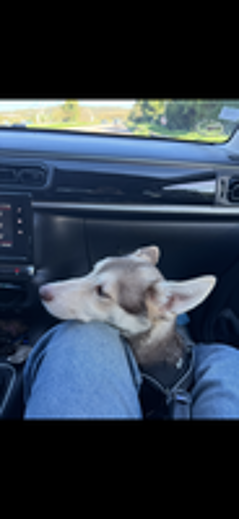   Don husky
