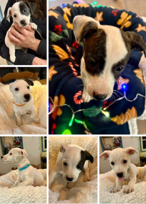 Jolie portée de chiots type Jack Russell élevés en famille 0 81400 Carmaux