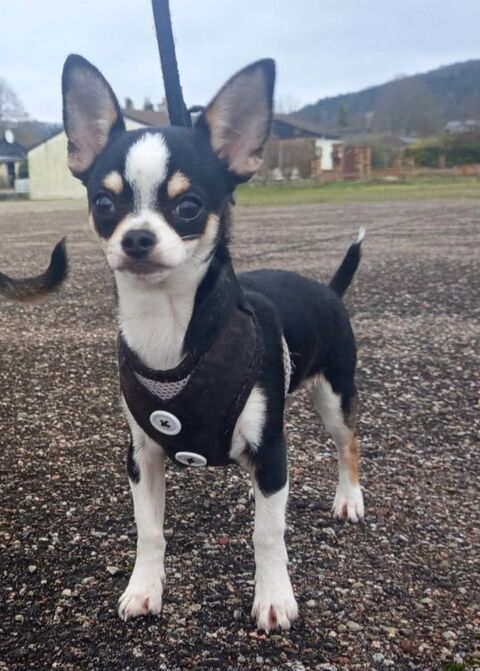 Chiots chihuahua poils longs et poils courts 1000 89160 Ancy-le-franc