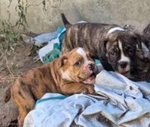   Petit chiots molosse  