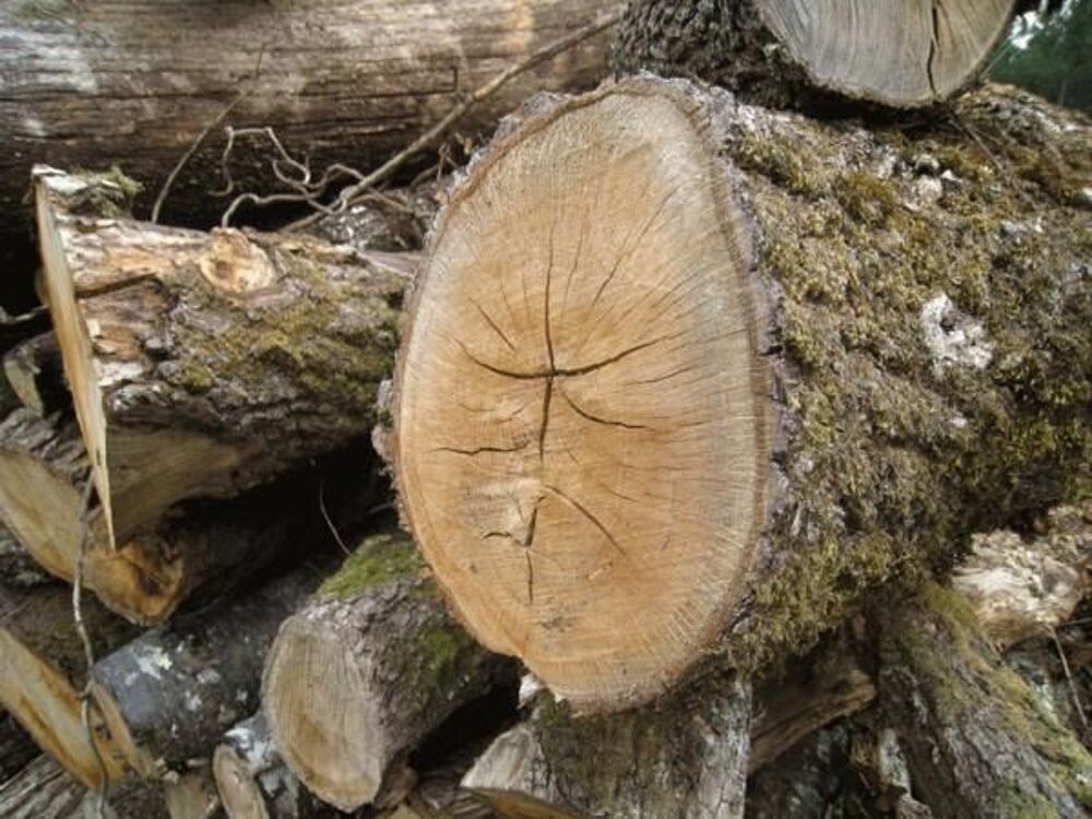 Bois de chauffage Jardin