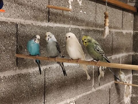 Perruche 10 01090 Montmerle-sur-sane