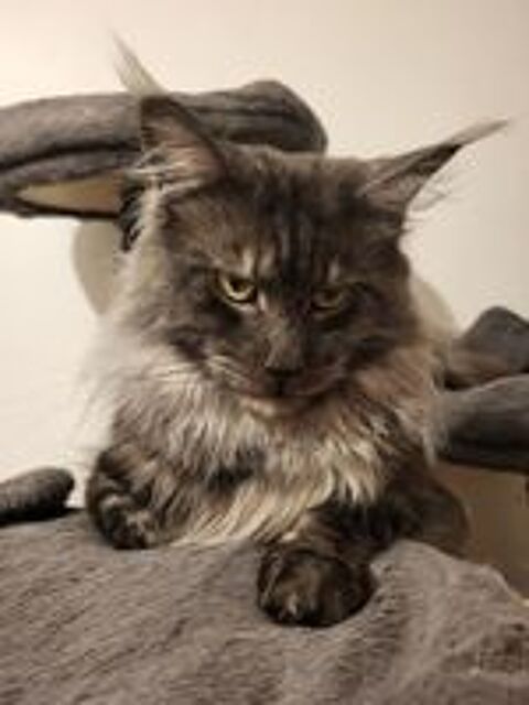   3 adorable maine coon 3 mois loof 
