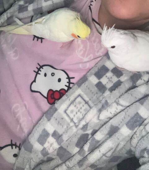 Calopsitte b&eacute;b&eacute; 120 66000 Perpignan