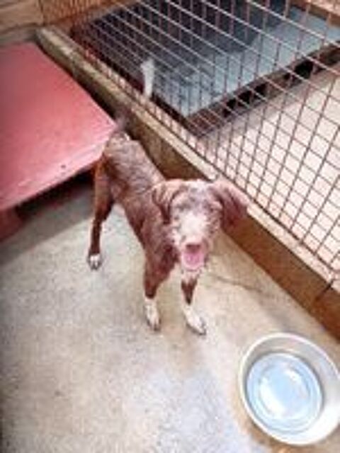   , donne 5 chiots bâtards de 5 mois 3 semaines 