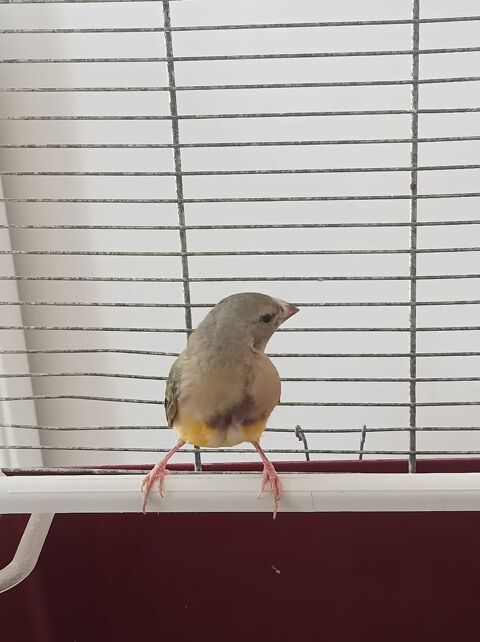 Diamant de Gould 35 49360 Maul�vrier