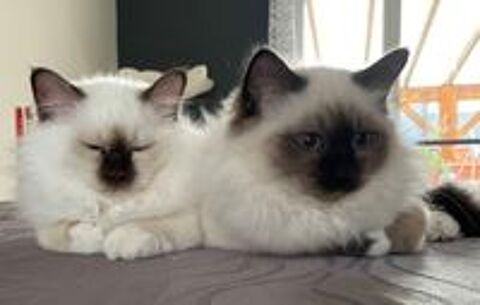   Adorables chatons sacrés de Birmanie 