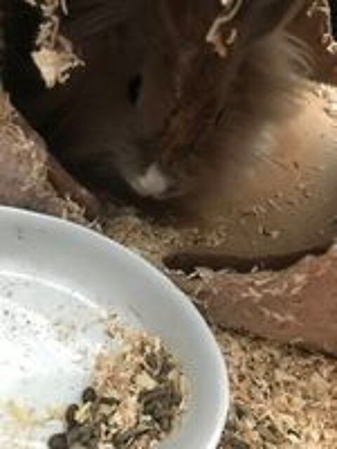   Lapin angora, beige, très câline 3ans c'est assez , 