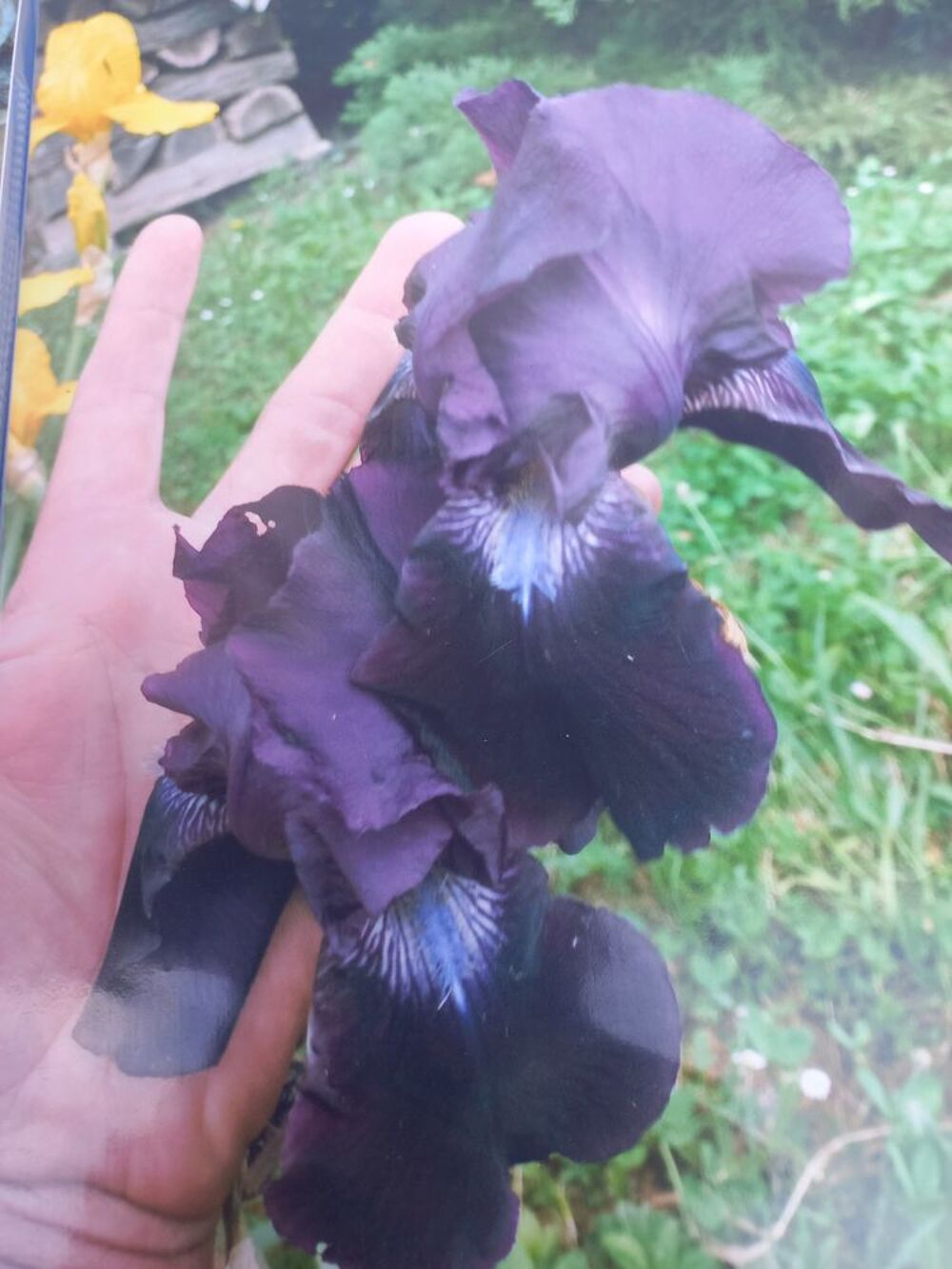 Plants d'iris de jardin en pot grand violet Jardin