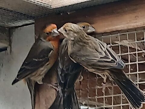 oiseau roselin 30 77120 Coulommiers