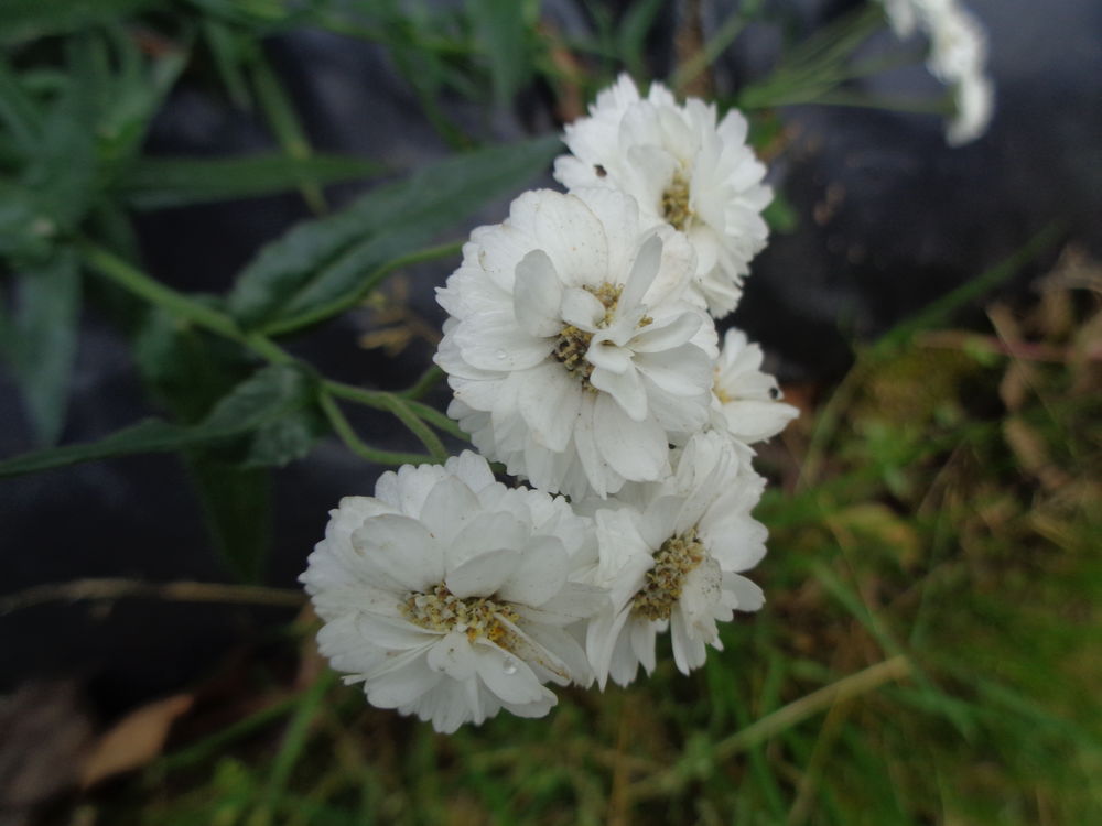 aster blanche Jardin
