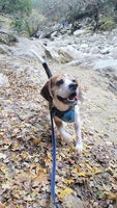   Voyou est � l'adoption!' 