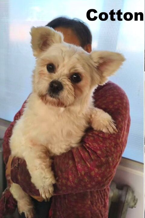 COTTON SE TROUVE DANS UN REFUGE EN CHINE 0 75018 Paris