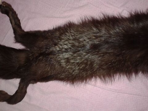 �tole en renard argent� 50 Dijon (21)