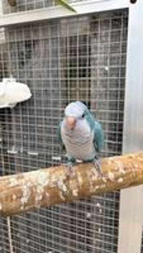   conure souris  