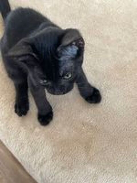   Chaton femelle  