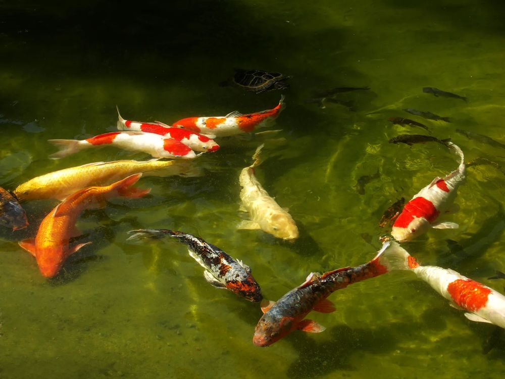   DON de CARPES KOI 