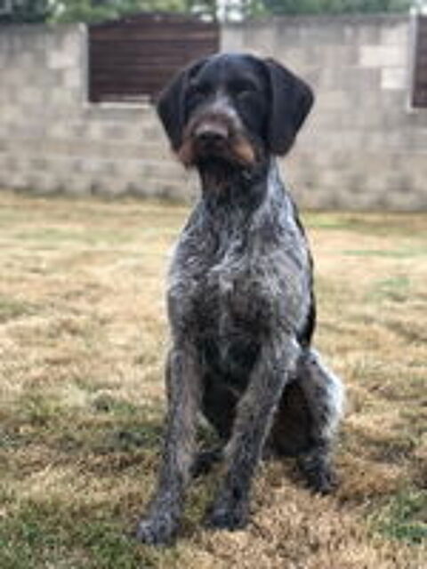  Chiot drahthaar 