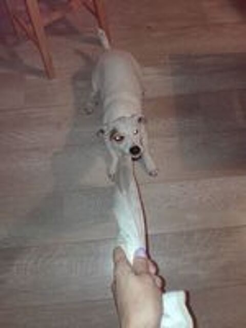  En garde exclusive, votre petit coeur a poil  mon domicile 