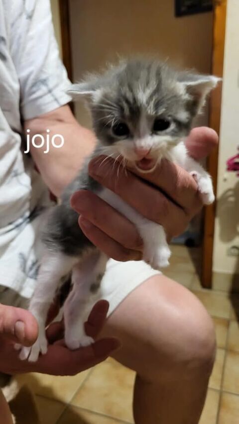 Chat JOJO à l adoption 110 07130 Saint-pray