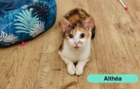   Althéa, chatte tricolore à adopter 
